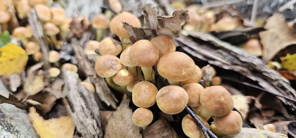 Macro view of a dense cluster of small brown mushrooms growing among fallen Stock Photos