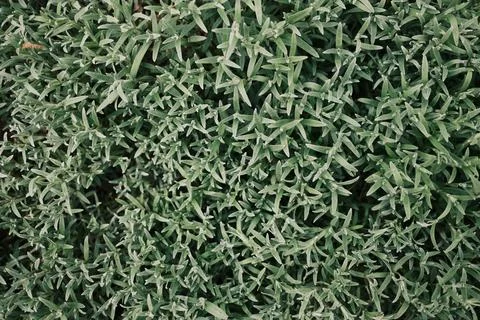 Macro view of dense green shrub with thin needle-like leaves in daylight. Stock Photos