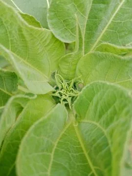 Macro view of a developing sunflower bud Stock Photos