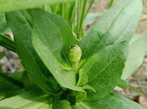 Macro view of a developing Zinnia flower bud Stock Photos