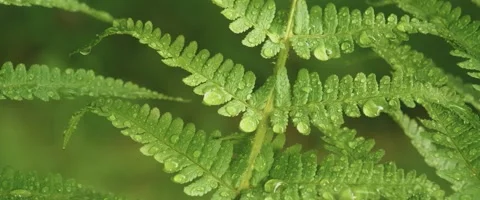 Macro view of dew drops on a fern plant Stock Footage 251739699