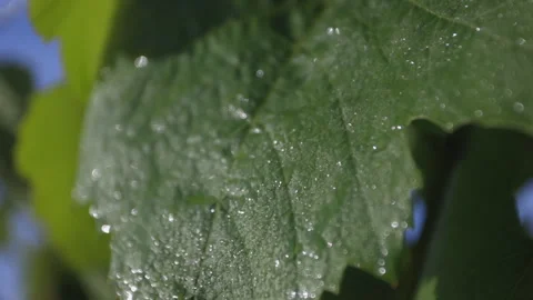 Macro view of dew water droplets on grape leaf on vineyard vine Stock Footage 333631874