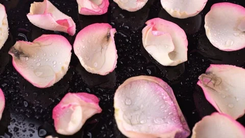 Macro view of dewy rose petals on a black background. Light dances on dropl.. 스톡 동영상 297907802