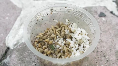 Macro View of Disgusting Maggots Infesting Discarded Food Waste Stock Footage 335968353
