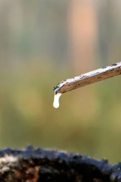 Macro view of dripping latex Foto stock