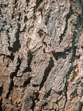 Macro View of Dry Brown Tree Bark Texture with Natural Patterns Stockfoto's