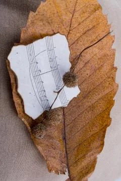 Macro view of a dry leaf with paper with  musical notes of  autumn season Stock Photos