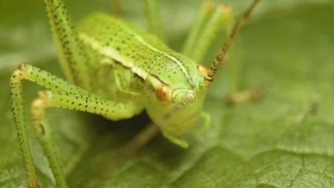 Macro view of eastern saw-tailed bush-cricket (Barbitistes constrictus Stock Footage 336779864