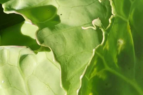Macro view of the edge of cabbage head leaves Stock Photos