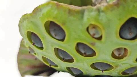 Macro view of the edge of a mature green lotus seed pod. Видео 343035696