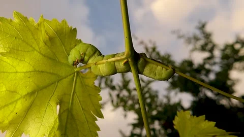 Macro View of Elephant Hawk-Moth caterpillar Using Prolegs on Grape Leaf  Stock Footage 322035855