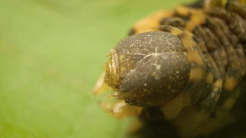 Macro view of Elephant Hawk Moth caterpillar (Deilephila elpenor) Stock Footage 336733830