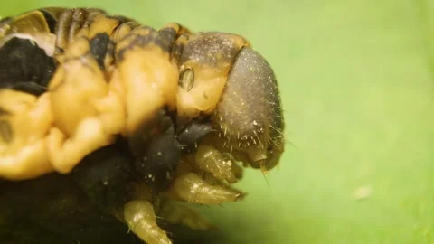 Macro view of Elephant Hawk Moth caterpillar (Deilephila elpenor) Stock Footage 336733874