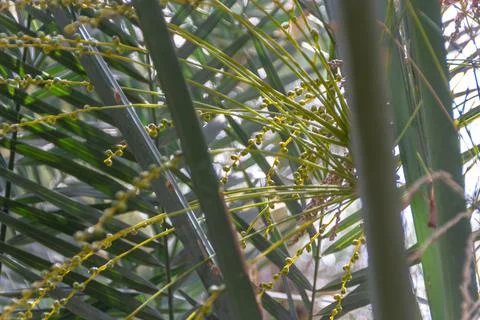 Macro View of Emerging Small Green and Yellow Fruit Buds of a Date Palm Tree Stock Photos