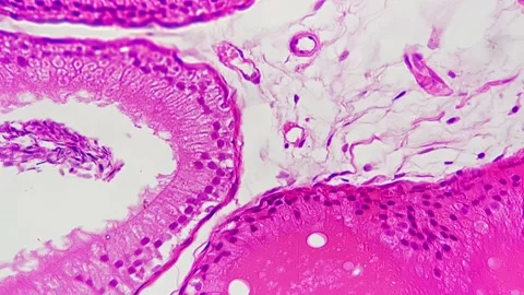 Macro view of epididymis in section under microscope magnified in 400 times Stock Footage 225542306