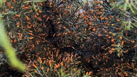 Macro view of an evergreen branch densely covered in orange pollen capsules.. Stock Photos