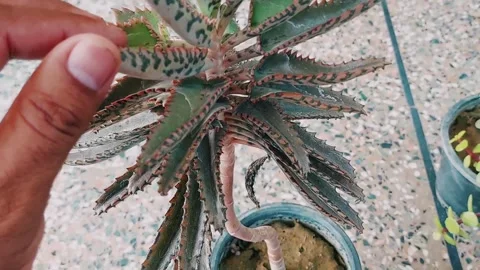 Macro View Of Exotic Mother Of Thousands Succulent Plant Leaves Stock Footage 333493659