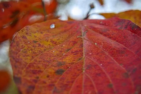 Macro view in the Fall red and orange leaf with black spots Foto stock