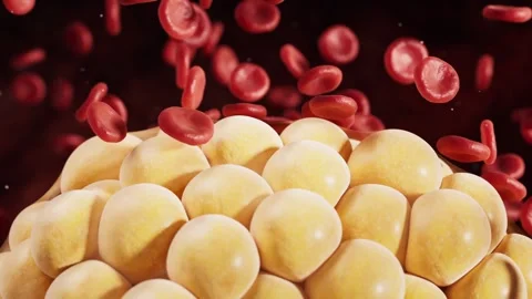 Macro view of fat cells interacting with circulating red blood cells illust.. 库存影片 327249604