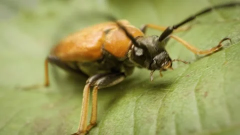 Macro view of female red-brown longhorn beetle on foliage. Stock Footage 327729211