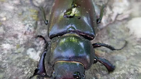Macro view of a female stag beetle crawling on a stone surface Stock Footage 338285606