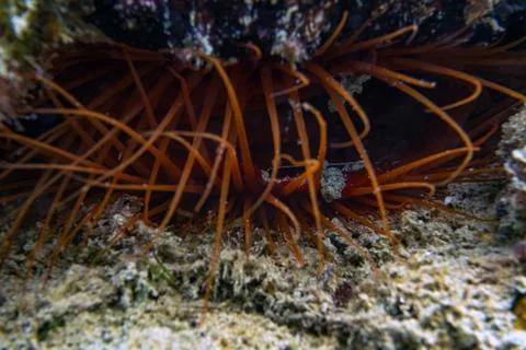 Macro View of Flame Scallop with Orange Tentacles in Reef Crevice, Florida Stock Photos