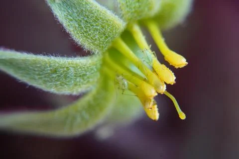 Macro View of a Flower with Aphids Stock Photos
