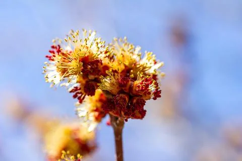 Macro view of flower blossoms on a red maple tree in spring Stock Photos