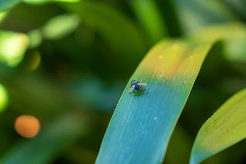 Macro view of fly on dewy leaf in warm morning light, Madeira Photos