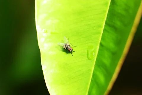 Macro view of fly on green leaf Stock Photos