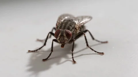 Macro view of a fly with large compound eyes on a white surface Video stock 347474804