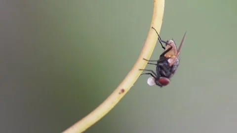 Macro View Of A Fly (Limnophora) With A Droplet Of Liquid Stock Footage 281461513