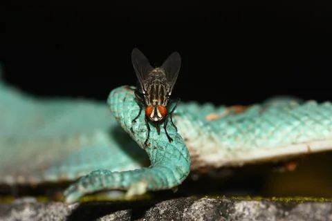 Macro view of fly Stock Photos