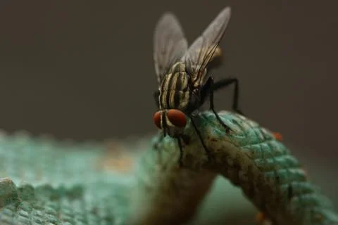 Macro view of fly Stock Photos
