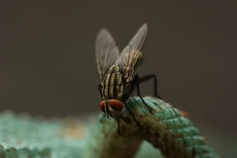 Macro view of fly Stock Photos