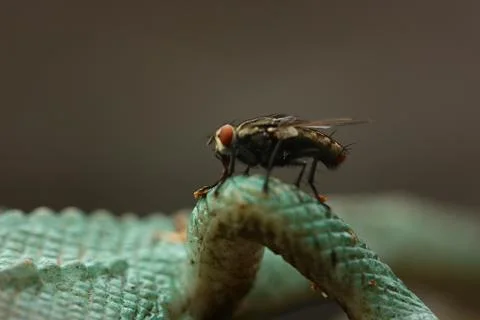 Macro view of fly Stock Photos