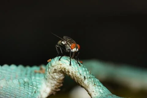 Macro view of fly Stock Photos