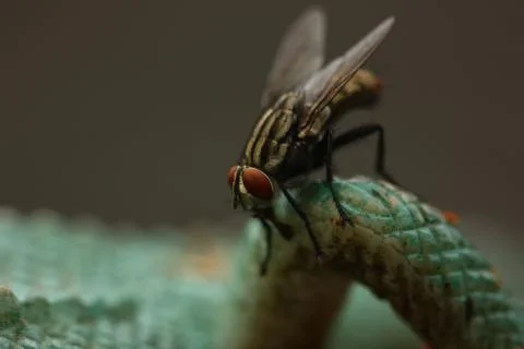 Macro view of fly Stock Photos