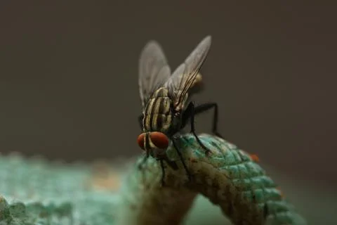 Macro view of fly Stock Photos