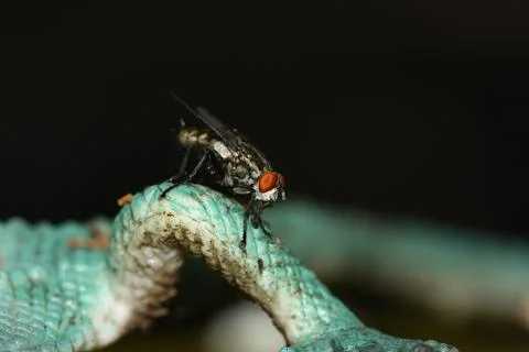 Macro view of fly Stock Photos