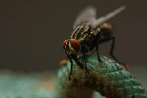 Macro view of fly Stock Photos