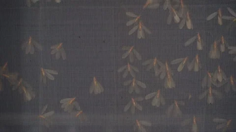 Macro View of Flying Termites Trapped on Mosquito Mesh Screen at Night, Tropical Stock Footage 335236807