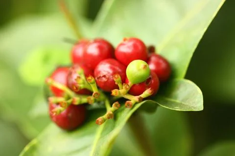 Macro view fo plant Stock Photos