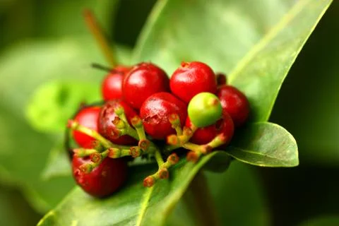 Macro view fo plant Stock Photos