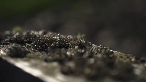 Macro view focusing on a patch of intricate moss covering a weathered tree .. Stock Footage 346713500