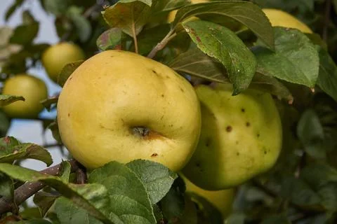 A macro view of fresh apples ripening on a branch among foliage. Stock Photos