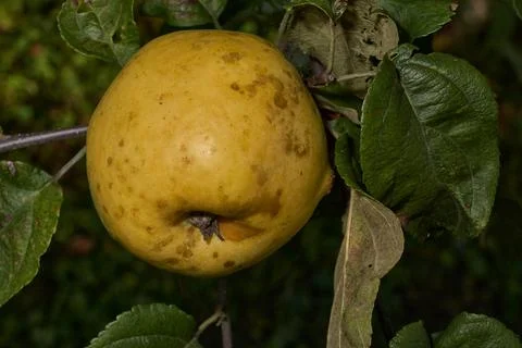 A macro view of fresh apples ripening on a branch among foliage. Stock Photos