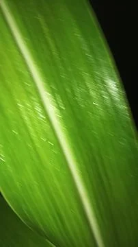 Macro view of fresh corn plant foliage and leaf veins Stock Photos