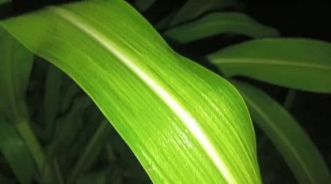 Macro view of fresh corn plant foliage and leaf veins Stock Photos