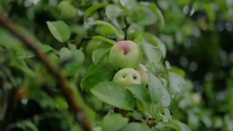 Macro view of fresh green apples with water droplets after rainfall... Stock Footage 339101715